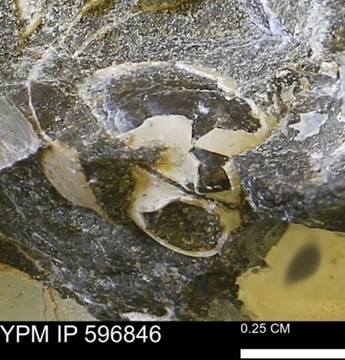 undet. Bivalvia