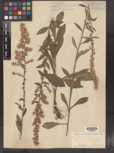 Solidago bicolor