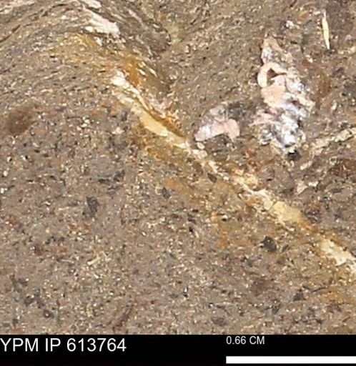 Scaphites sp.