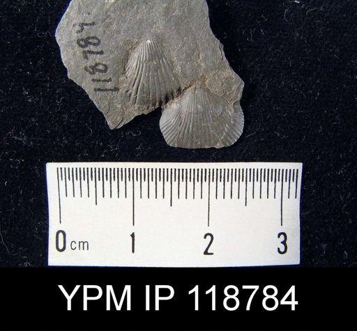 Camarotoechia rossbrookensis