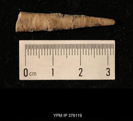 Pseudorthoceras knoxense