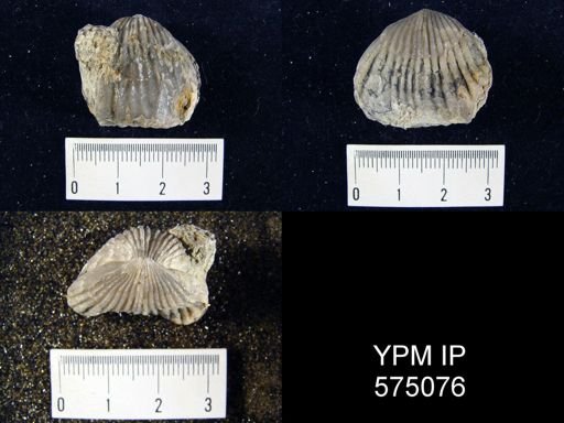 Uncinulus stricklandi