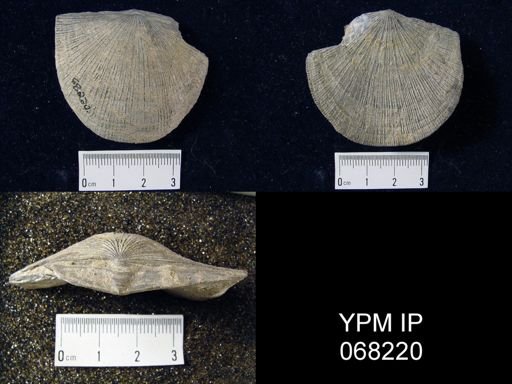 Orthotetes umbraculum