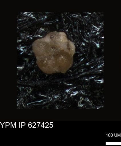 undet. Foraminiferida