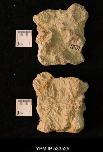 Archaeocidaris aliquantula