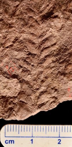 Archaeopteris sp.