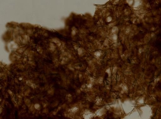 Homaxinella