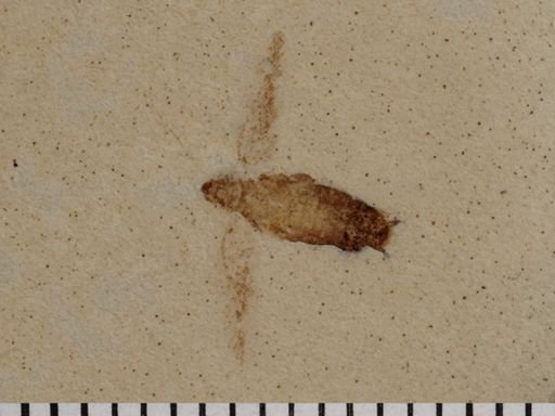 undet. Blattodea