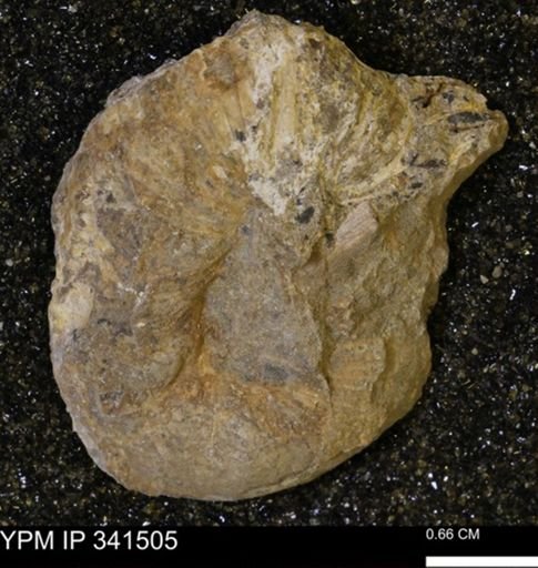 Scaphites sp.