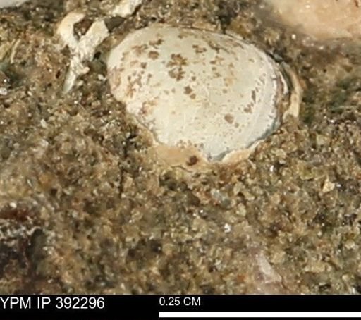 Protocardia subquadrata