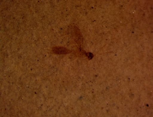 undet. Hymenoptera