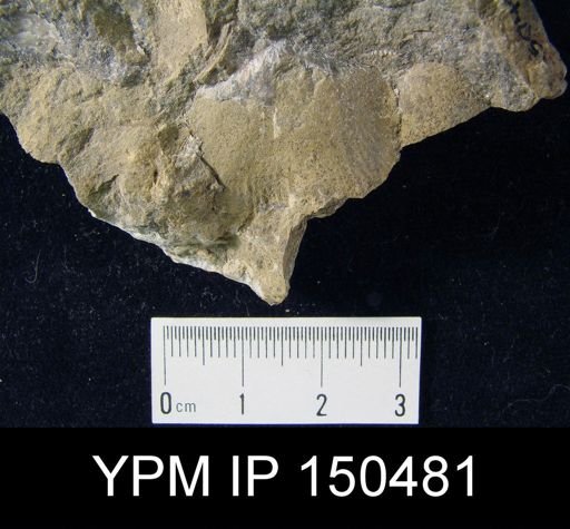 Orthorhynchula sp.
