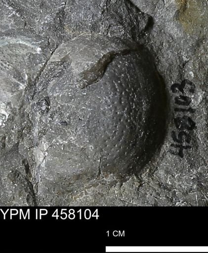 Pholidostrophia iowaensis