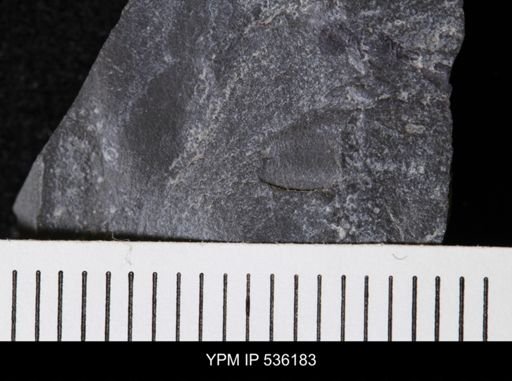 undet. Eurypterida