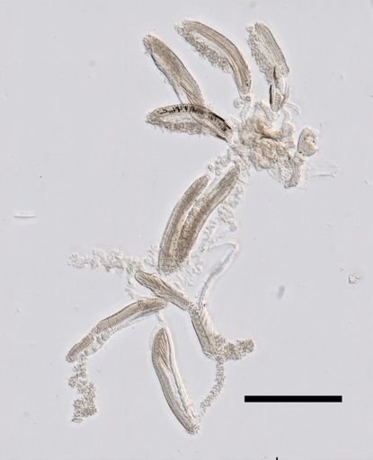 Abylopsis tetragona
