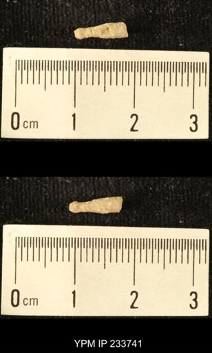 Archaeocidaris sp.