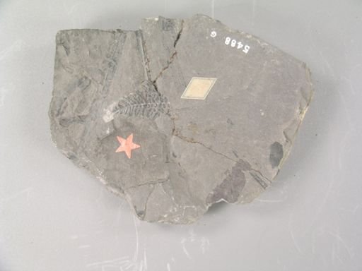 Pecopteris inflata