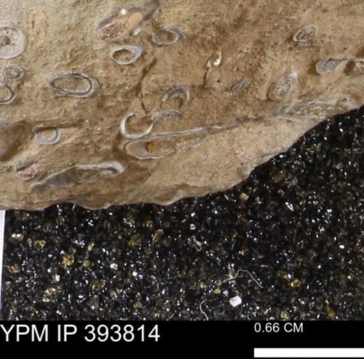 undet. Serpulidae