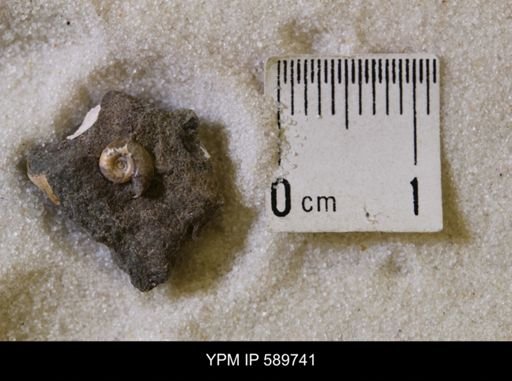 undet. Scaphitidae