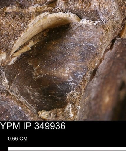 Limopsis striatopunctatus