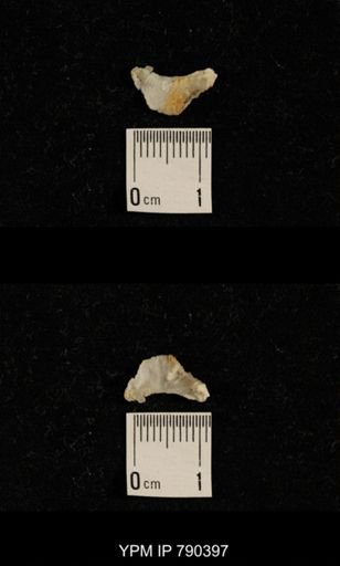 taxon undetermined
