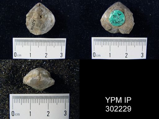 Meristella sp.