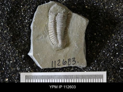 Calymene callicephala