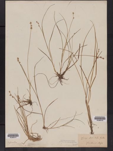 Carex stellulata