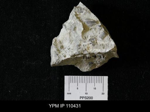Encrinurus anticostiensis