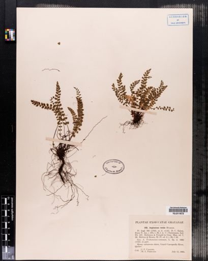 Asplenium viride