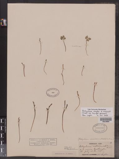 Botrychium