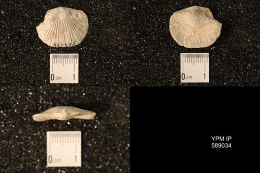 Dinorthis subquadrata