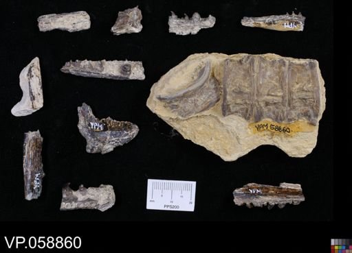 Cimolichthys sp.