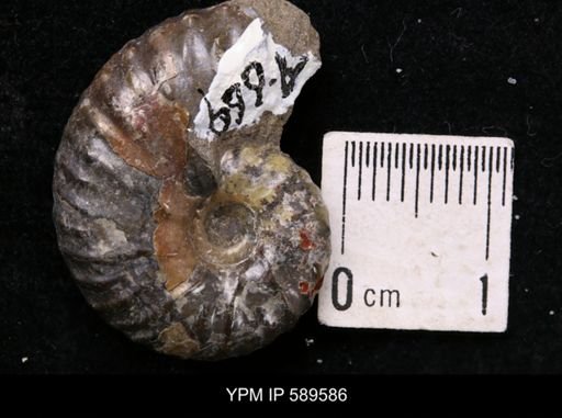Hoploscaphites comprimus