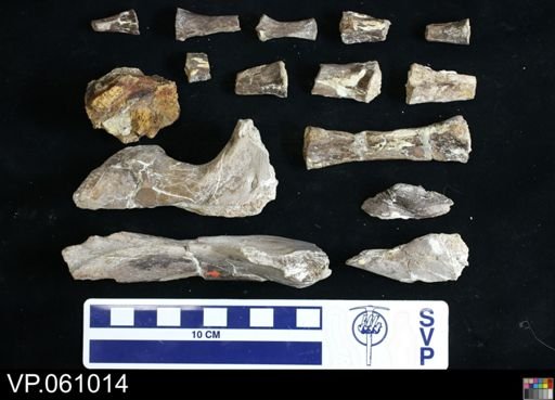Mosasauridae