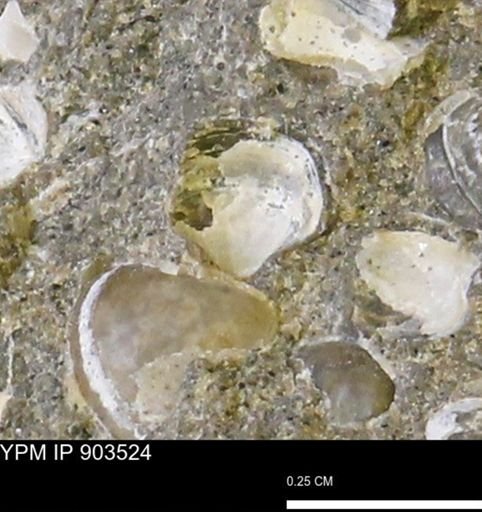 Corbulamella sp.