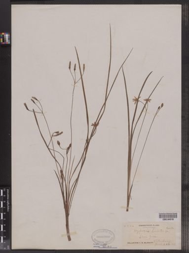 Hypoxis hirsuta