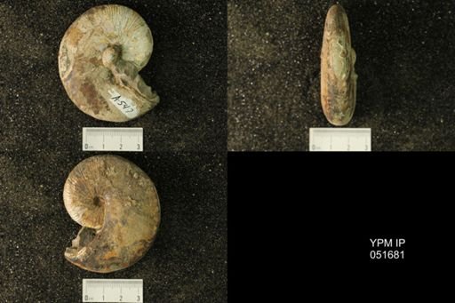 Hoploscaphites nicolletii