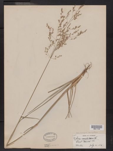 Deschampsia caespitosa