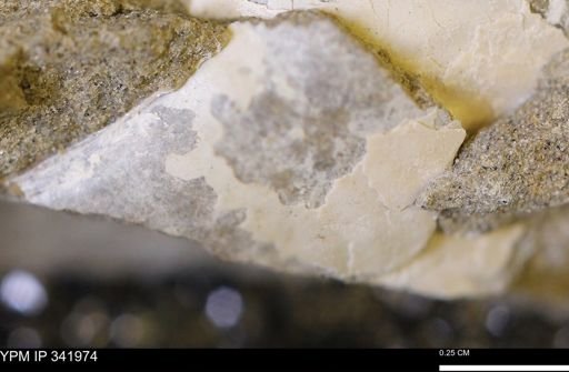 undet. Mollusca