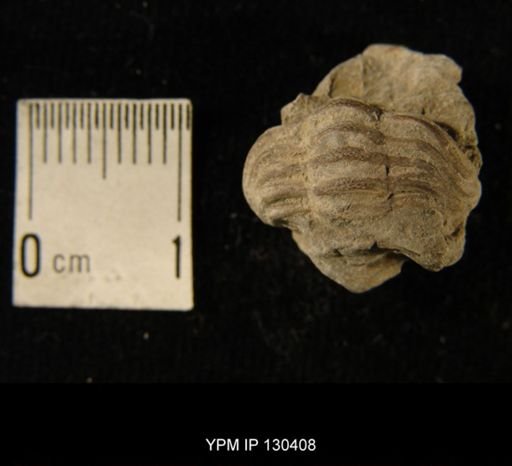 Phacops rana