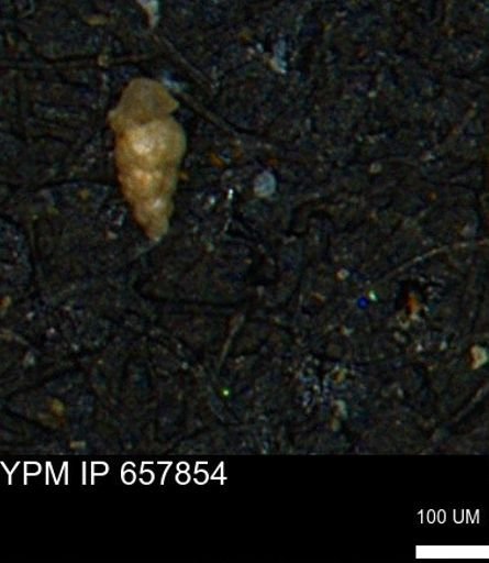 Verneuilinoides kansasensis