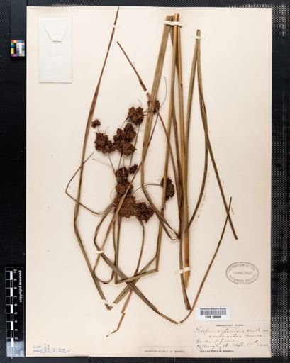 Scirpus cyperinus