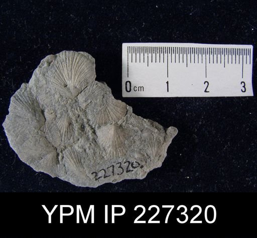 Dalmanella elegantula
