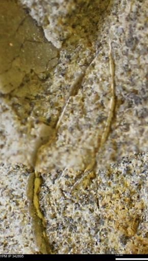 undet. Ammonoidea