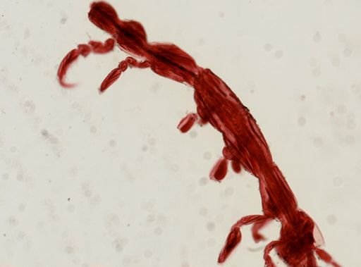 Caprella