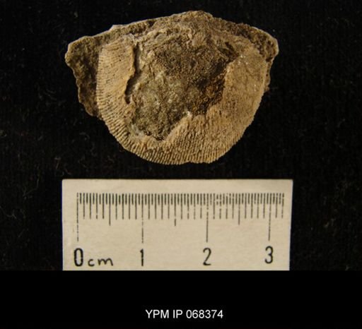 Campylorthis deflecta