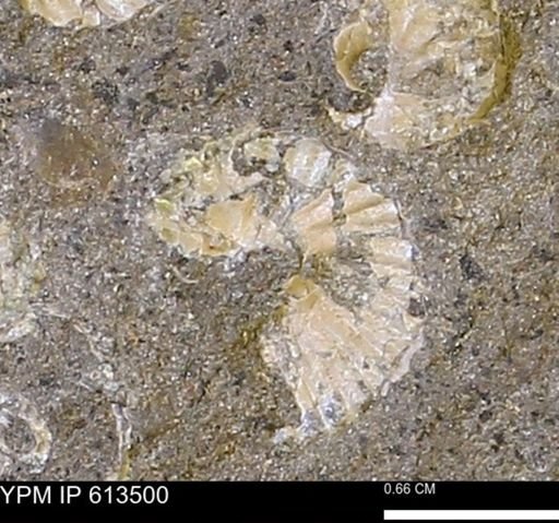 Scaphites sp.