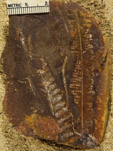 Pecopteris sp.