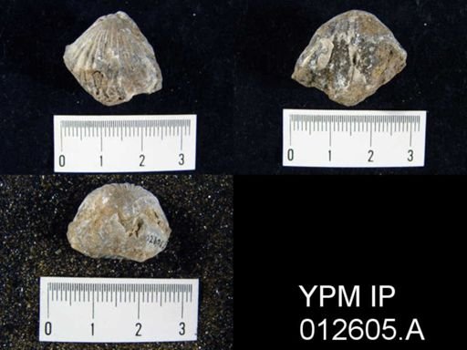 Camarophoria venusta